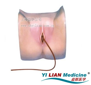 女性導尿模型