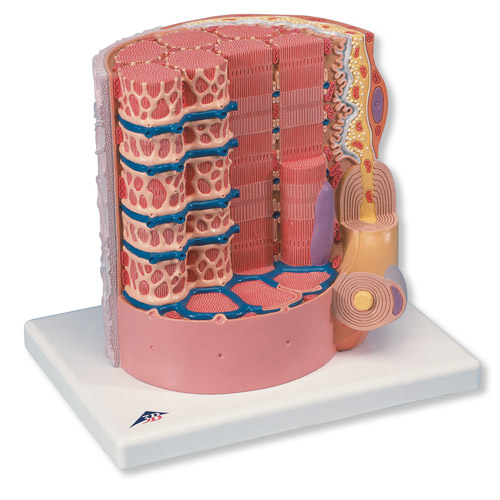 3B MICROanatomy™ 肌纖維