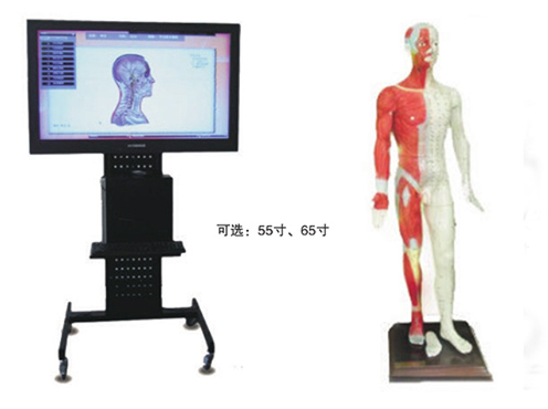 多媒體人體針灸穴位交互數字平臺